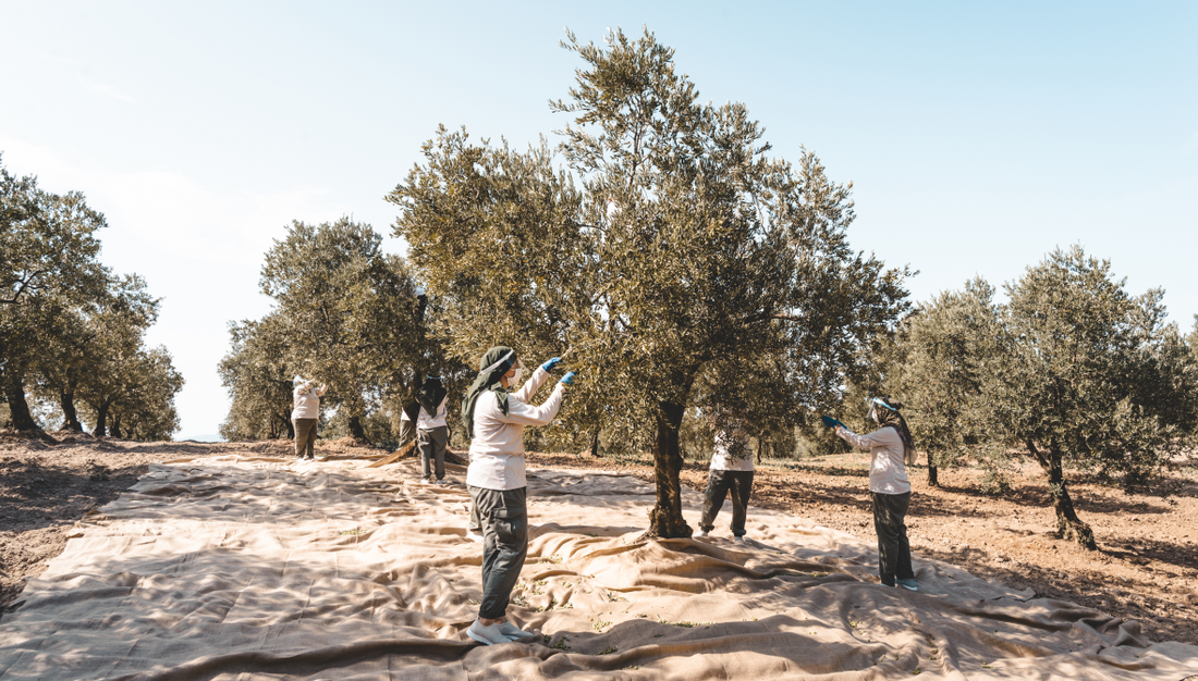 idmea ad tale illud tionesa 1